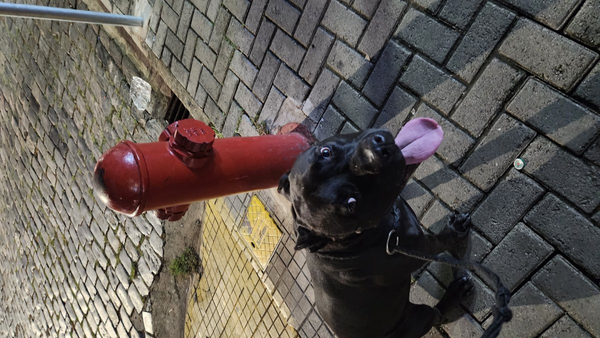 A black dog with its tongue out looks up at the camera beside a red fire hydrant on a cobblestone sidewalk during an early-morning walk.