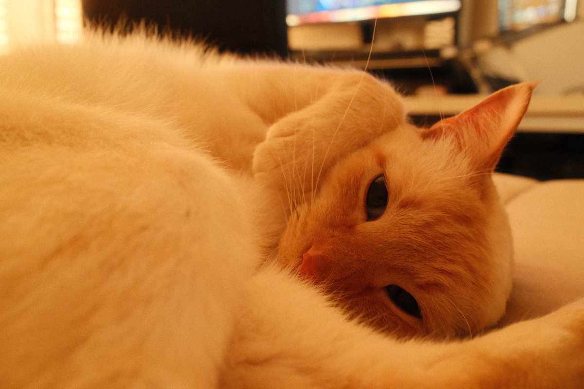 A sleepy cream-colored cat curled up on a soft blanket, resting its head on its paws and gazing lazily at the camera in warm, golden indoor light.
