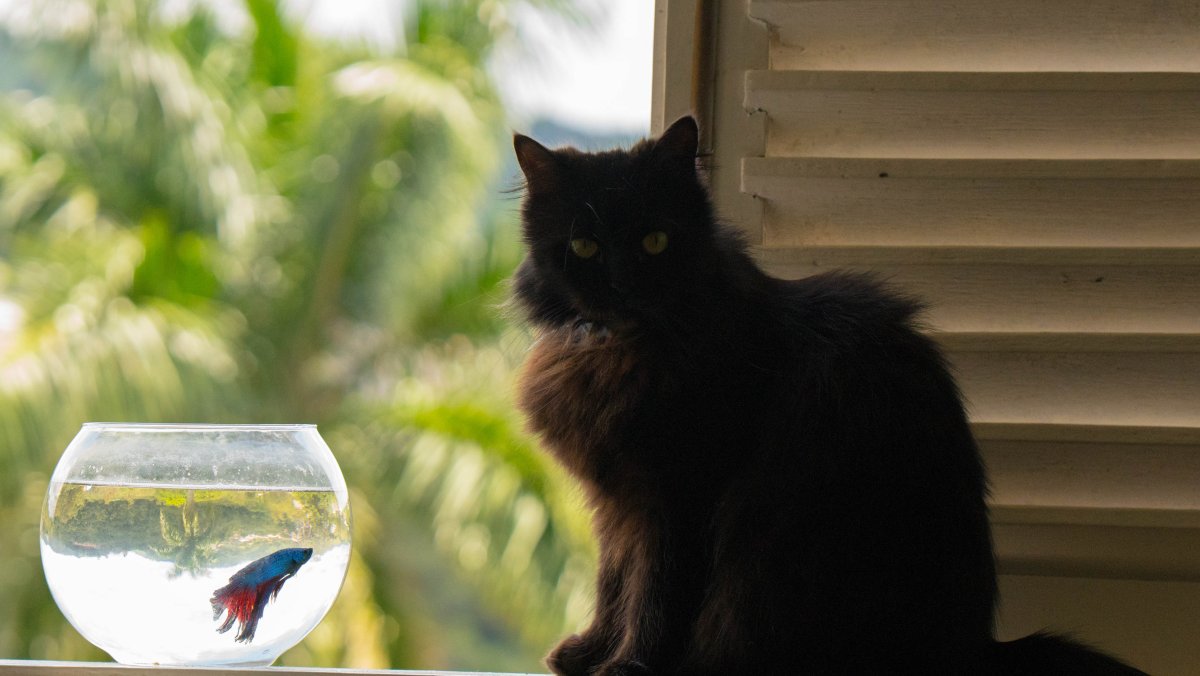 A fluffy black cat sits by an open window, watching over a small glass fishbowl with a colorful blue and red betta fish. Soft green foliage fills the sunlit background.