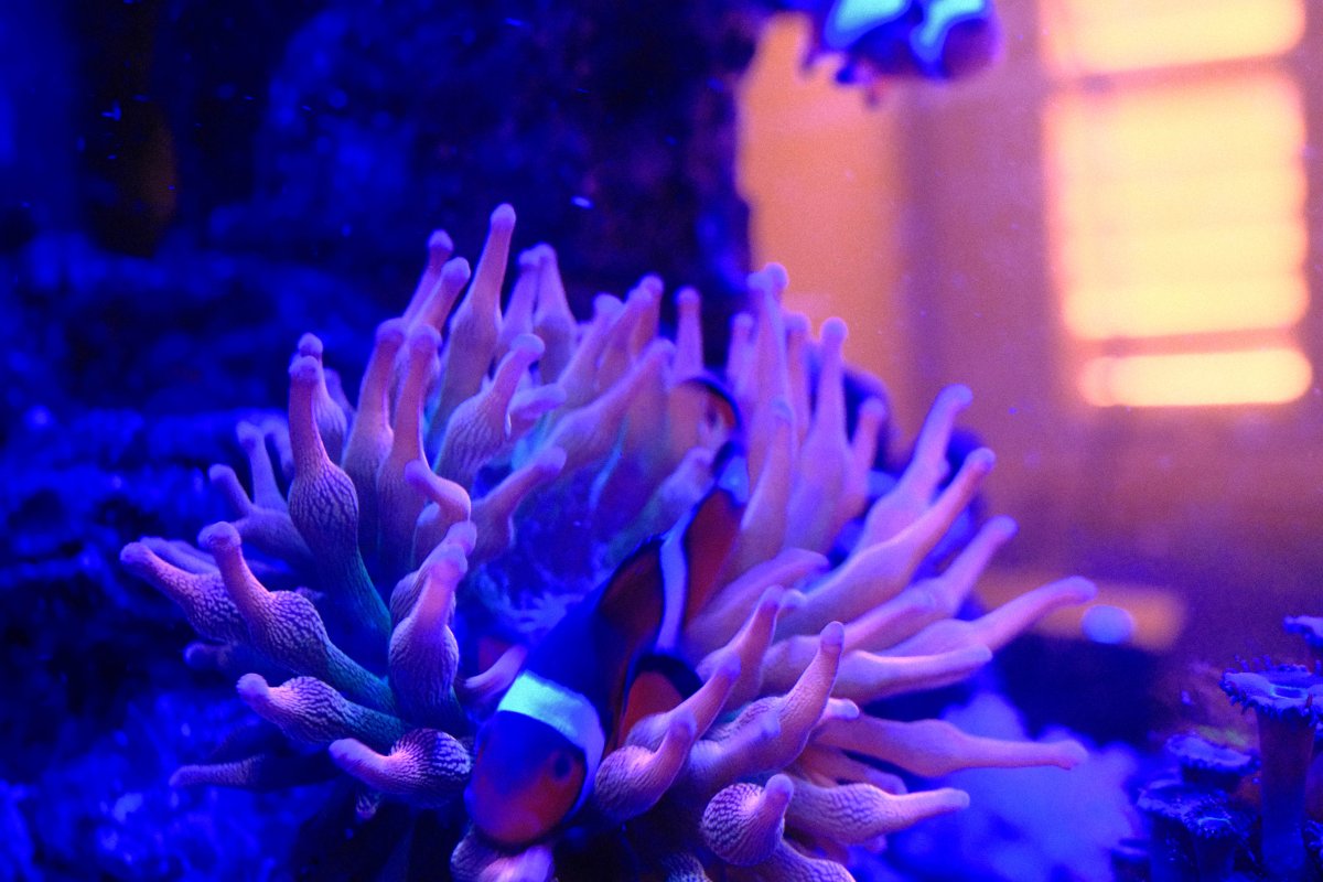 A clownfish nestled among the flowing tentacles of a sea anemone in a saltwater aquarium, illuminated by vibrant blue and purple light.