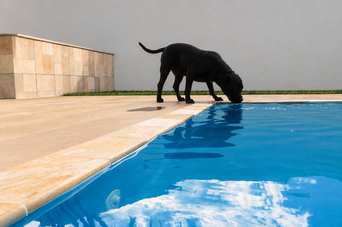 A black dog stands at the edge of a bright blue swimming pool, drinking water while its reflection ripples on the surface. The scene shows a clean patio, a smooth pale wall, neatly trimmed grass, and vivid sunlight.