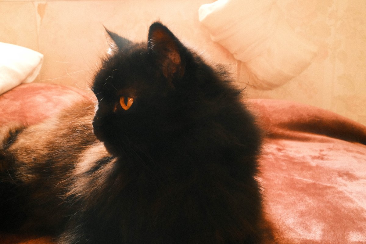 A fluffy black cat with bright amber eyes lounges on a soft pink blanket, gazing to the left in warm afternoon light.