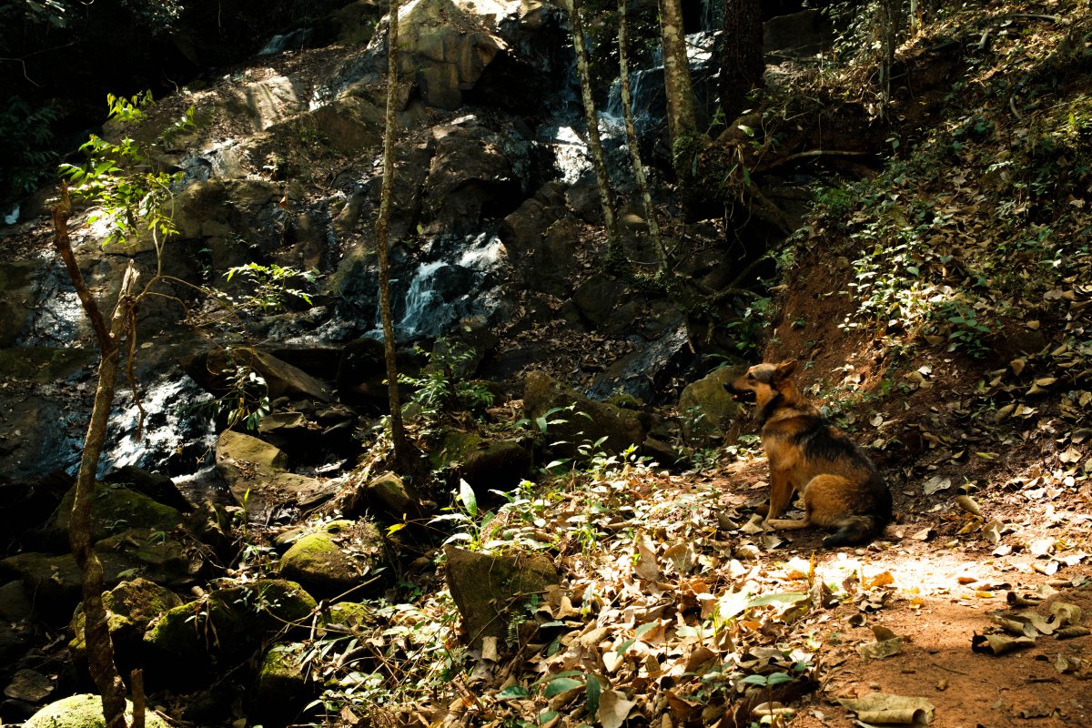 A dog rests beside a rocky waterfall in a sun-dappled forest, surrounded by lush vegetation and fallen leaves.