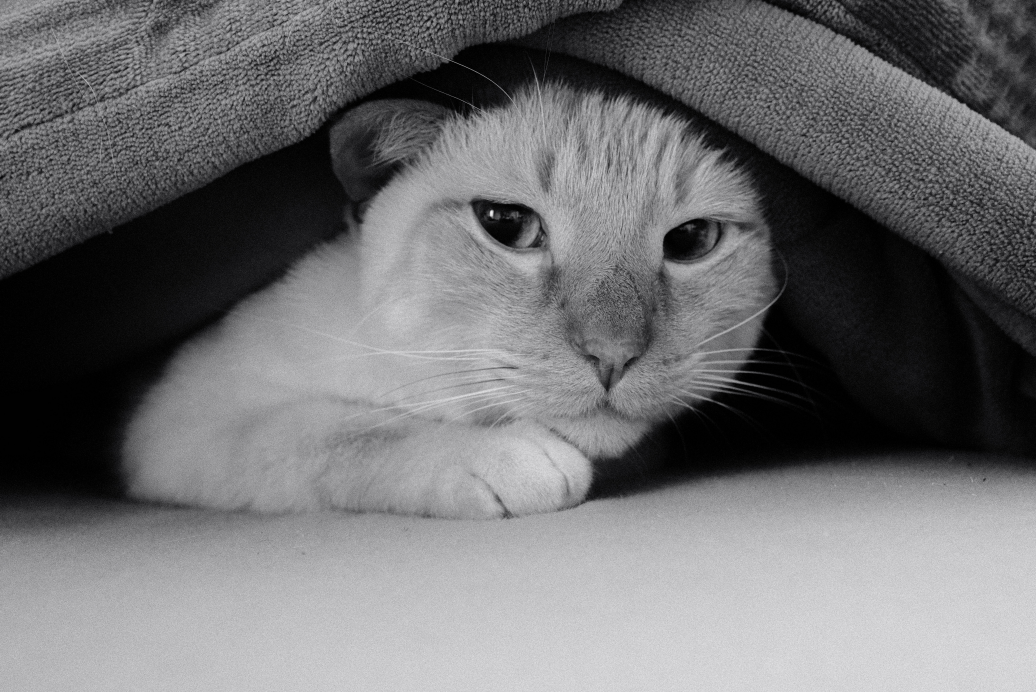 A black-and-white close-up of a light-colored cat hiding beneath a blanket, peeking out with curious eyes.